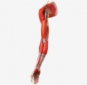 Mô hình giải phẫu hệ cơ, xương, khớp chi trên