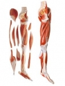Mô hình giải phẫu hệ cơ, xương, khớp chi dưới