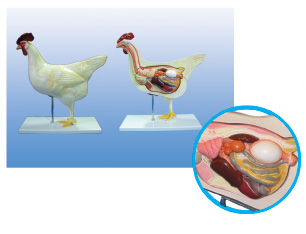 Mô hình giải phẫu cơ thể gà