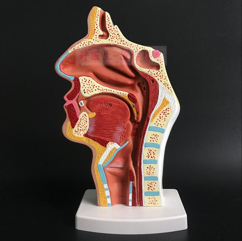 Mô hình giải phẫu tai mũi họng