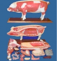Mô hình giải phẫu lợn