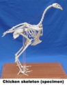 Mô hình khung xương gà